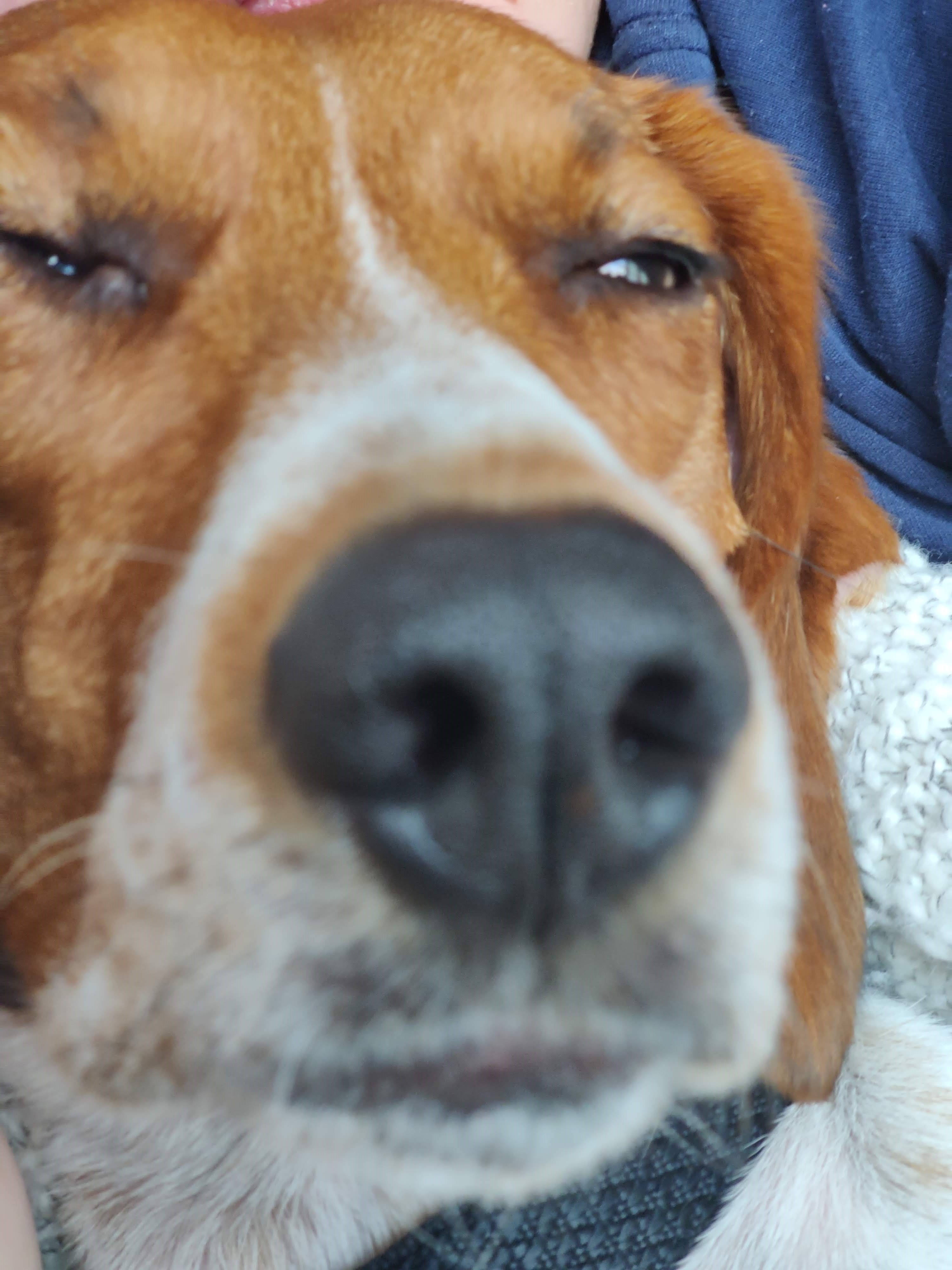 CodeExamples/Week1/IntroHTMLCode-2/Coco.jpg